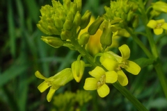 Flowering-buds-of-Yellow-Rocketcress