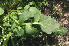 Leaves-of-Yellow-Rocketcress