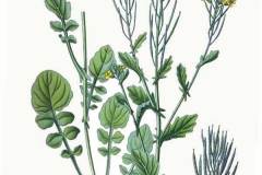 Plant-Illustration-of-Yellow-Rocketcress