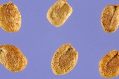 Seeds-of-Yellow-Rocketcress