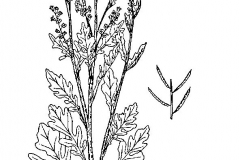 Sketch-of-Yellow-Rocketcress