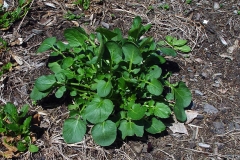 Small-Yellow-Rocketcress-Plant