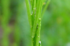 Unripe-fruits-of-Yellow-Rocketcress