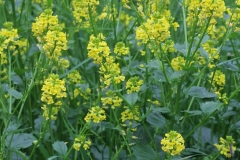 Yellow-Rocketcress-Plant-growing-wild
