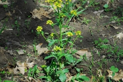 Yellow-Rocketcress-Plant