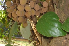 Fruits