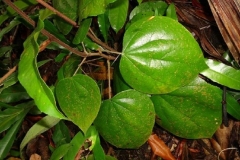 Leaves