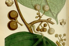 Plant-illustration
