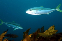 Yellowtail-fish-1