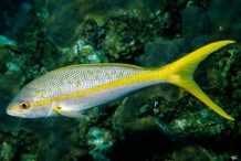 Yellowtail-fish-2