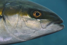 Yellowtail-fish-head