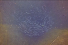 Yellowtail-fish-school