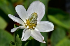 Closer-view-of-flowers-of-Yerba-Mansa