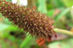 Cluster-of-maturing-seed-pods-of-Yerba-Mansa