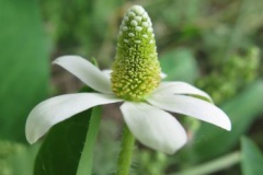 Flower-of-Yerba-Mansa
