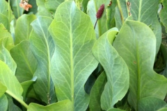 Leaves-of-Yerba-Mansa