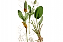 Plant-Illustration-of-Yerba-Mansa