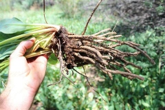 Roots-of-Yerba-Mansa