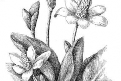 Sketch-of-Yerba-Mansa