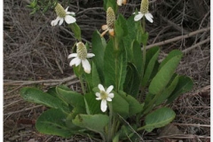 Yerba-Mansa-Plant