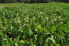 Yerba-Mansa-plant-growing-wild