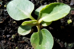 Yerba-Mansa-saplings