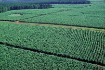 Yerba-Mate-farm