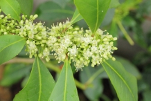 Yerba-Mate-flower