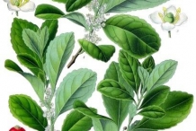 Yerba-Mate-illustration