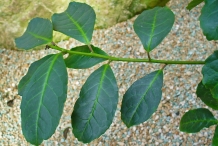 Yerba-Mate-leaves