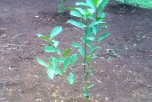 Yerba-Mate-plant