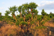 Yerba-Mate-tree