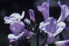 Closer-view-of-flower-of-Yerba-Santa