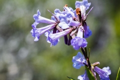 Flowers-of-Yerba-Santa