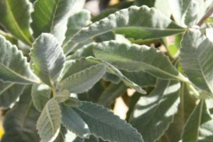 Leaves-of-Yerba-Santa