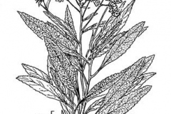 Plant-Illustration-of-Yerba-Santa