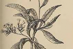 Sketch-of-Yerba-Santa