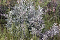 Yerba-Santa-plant-growing-wild