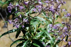 Yerba-Santa-plant