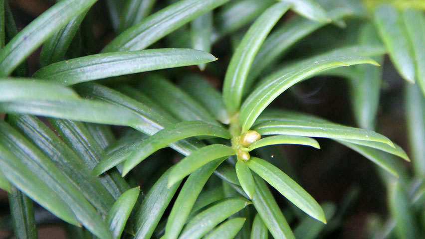 Leaves-of-Yew