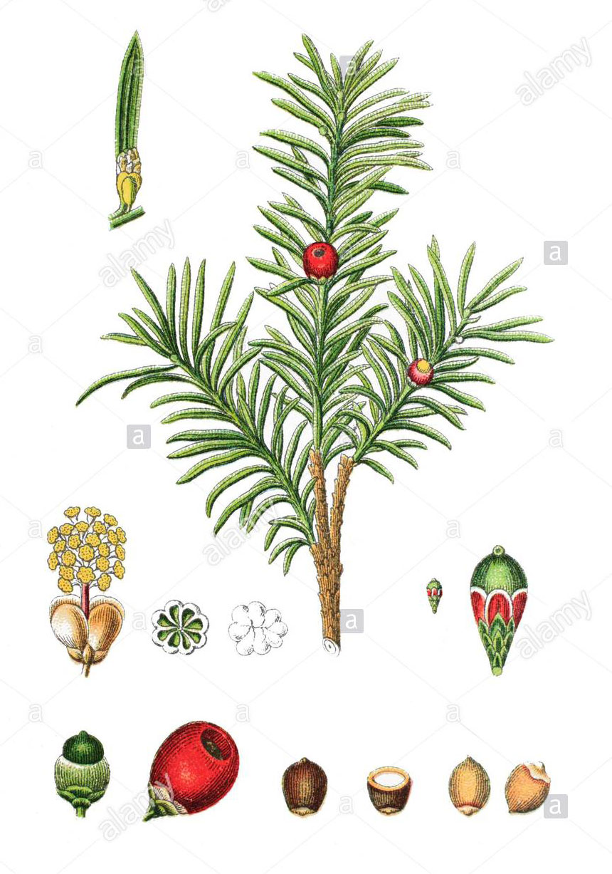 Plant-illustration-of-Yew