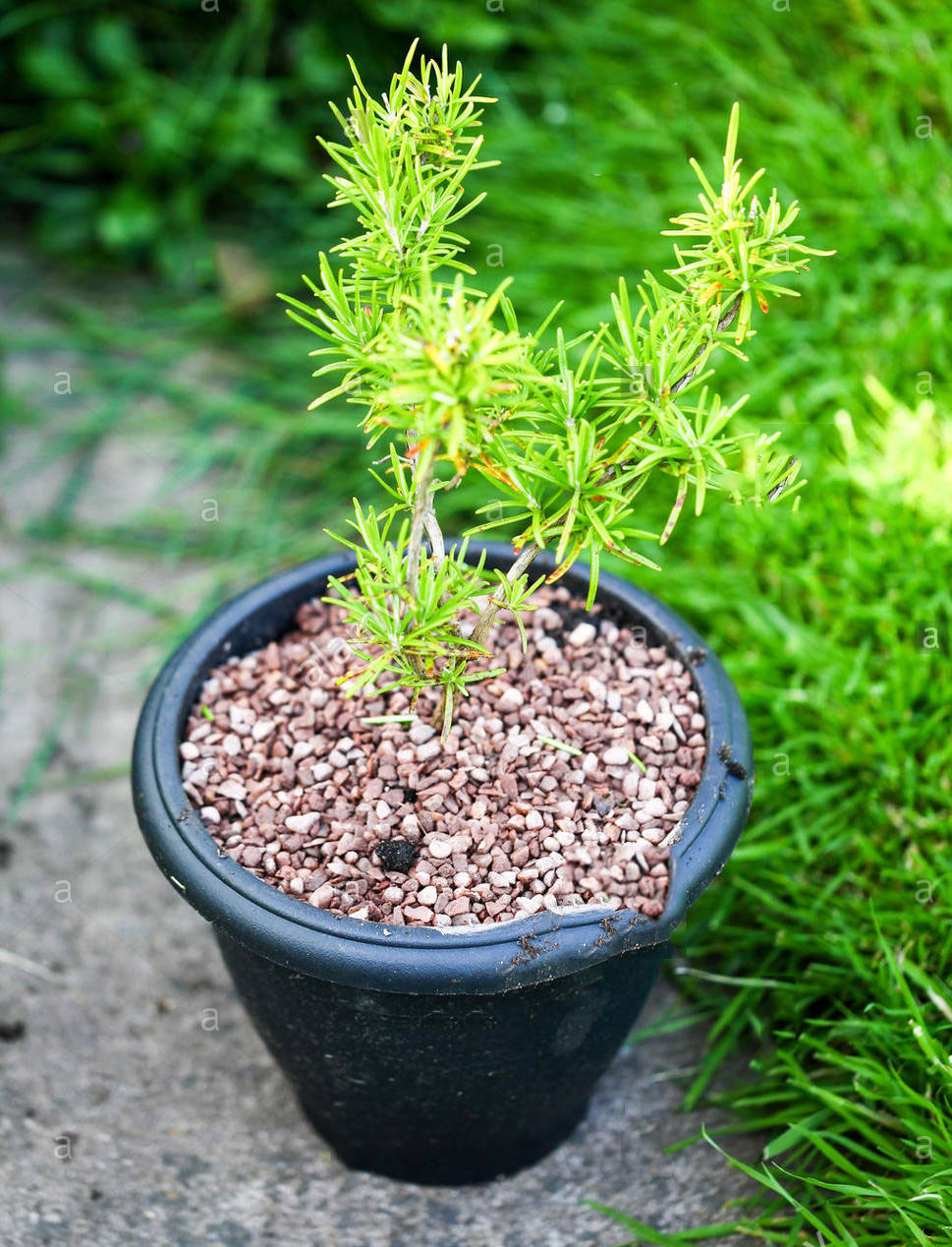Small-yew-plant