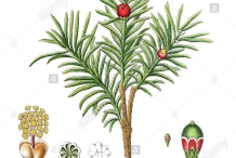 Plant-illustration-of-Yew