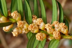 Flowers-of-Yew