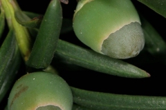 Immature-fruits-of-Yew
