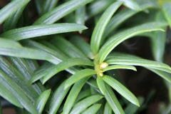 Leaves-of-Yew