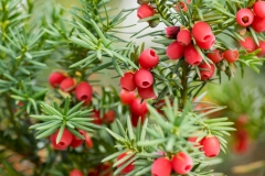 Mature-fruits-of-Yew