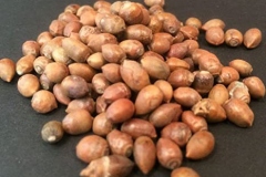 Seeds-of-Yew