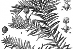 Sketch-of-Yew