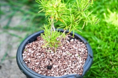 Small-yew-plant